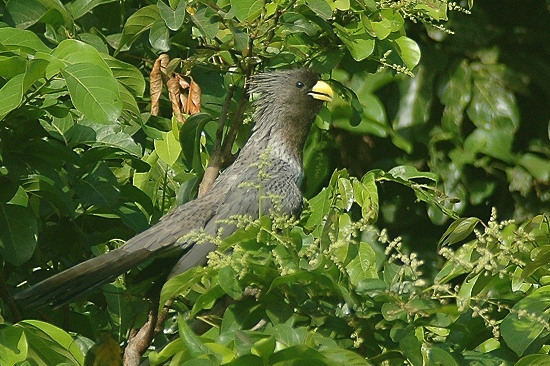 Western Grey Plantain-Eater.JPG